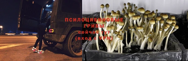 стаф Баксан